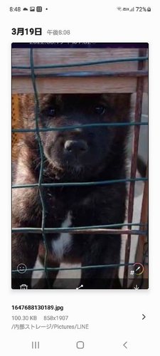 子犬の販売 犬の販売 2740