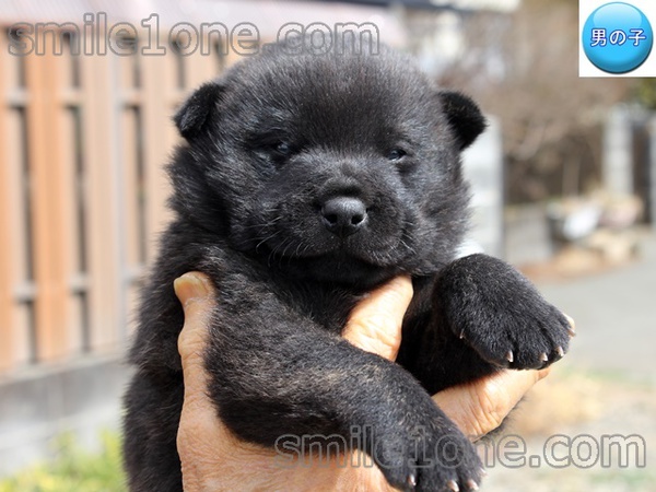 穏やかな性格の血統の甲斐犬です! 犬の販売 2741