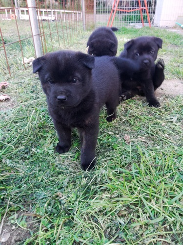 終了いたしました。 犬の販売 2743