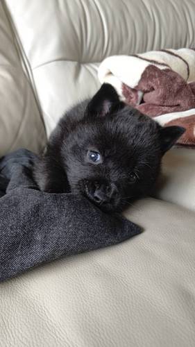 甲斐犬 黒虎 ♀ 仔犬 犬の販売 2749