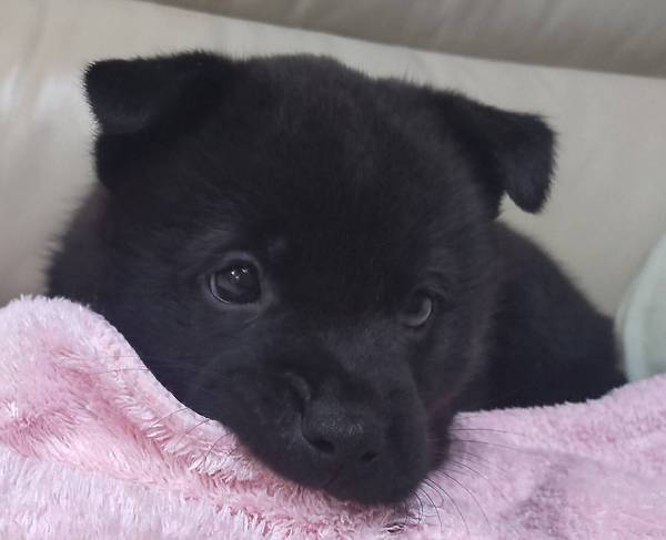 甲斐犬 黒虎 仔犬 犬の販売 2750