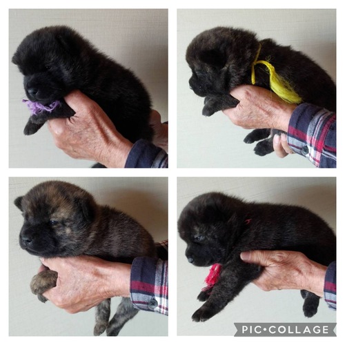 綺麗な虎毛の可愛い仔犬 甲斐主さま募集! 犬の販売 2752