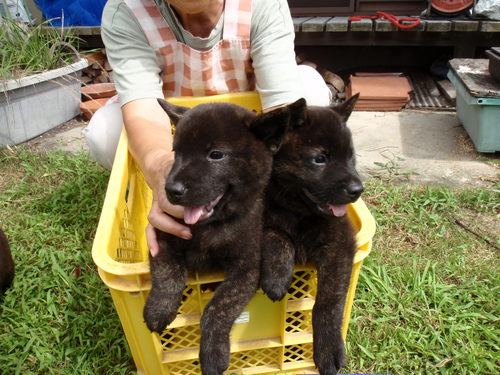 甲斐犬の仔犬生まれました。 犬の販売 2762