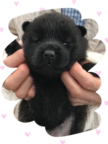 甲斐犬 犬の販売 2763