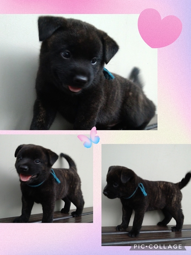 優良血統!虎毛の可愛い仔犬 甲斐主さま募集! 犬の販売 2773