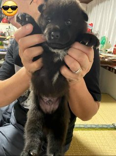 甲斐犬黒虎子犬販売 犬の販売 2776