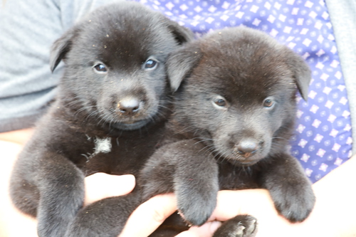 優良血統の甲斐犬が生まれました 犬の販売 2778