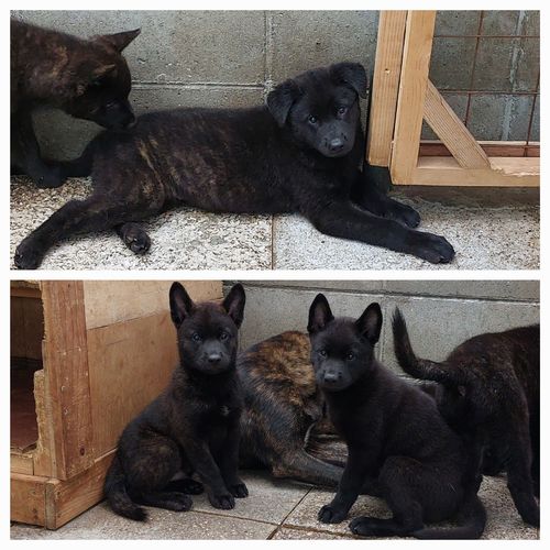 甲斐犬販売 犬の販売 2782