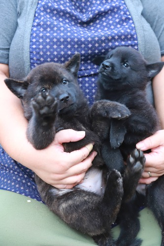 優良血統の甲斐犬が生まれました 犬の販売 2783