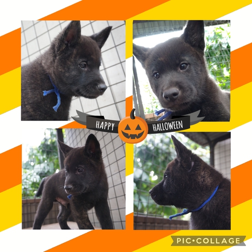 甲斐犬 犬の販売・譲渡 2785 【ありがとうございました】人懐っこい甲斐犬の仔犬