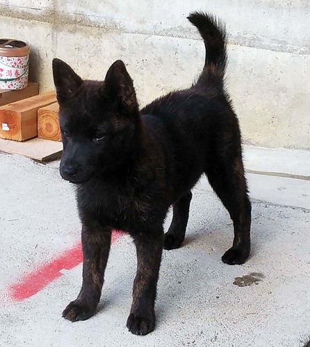 優良血統 中虎牝子犬 犬の販売 2787