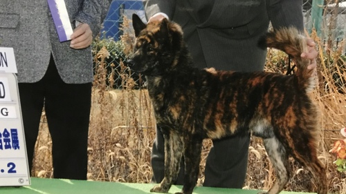 父犬はINTチャンピオン 犬の販売 2794