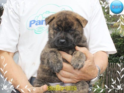 ありがとうございました。 犬の販売 2795