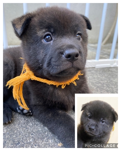 優良血統 可愛い子犬すぐにお引き渡しできます! 犬の販売 2798