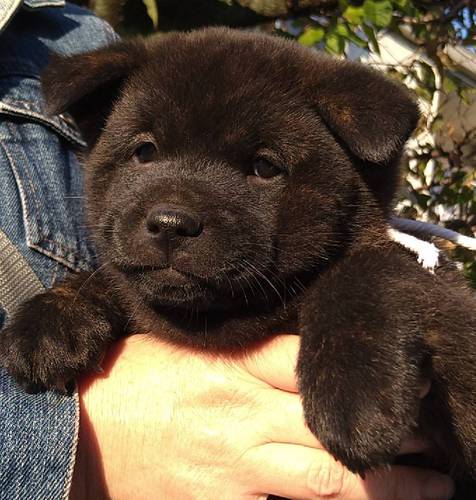 甲斐犬 犬の販売・譲渡 2802 ありがとうございました☆毛ぶきの素晴らしい 中虎毛