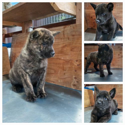 甲斐犬 犬の販売・譲渡 2809 甲斐犬仔犬販売終了