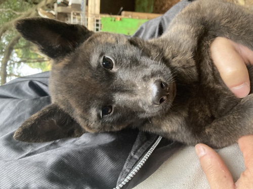 甲斐犬 犬の販売・譲渡 2819 子犬情報