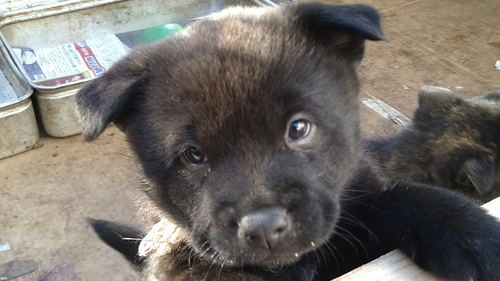 甲斐犬 犬の販売・譲渡 2820 【ありがとうございました】毛ぶきの素晴らしい子犬