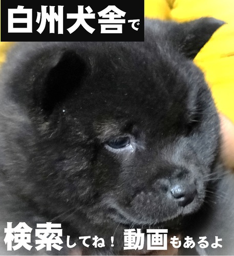 黒虎甲斐犬! 犬の販売 2829