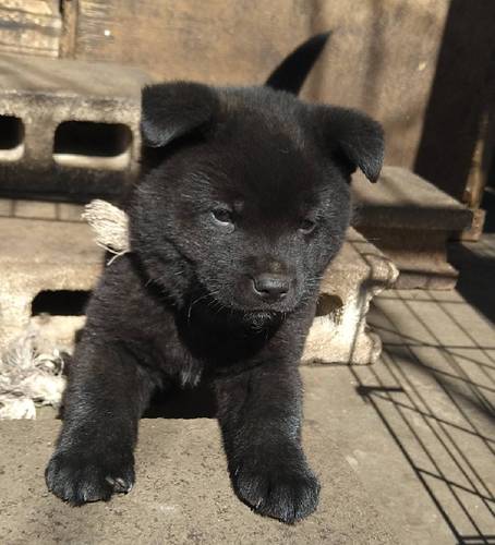 甲斐犬 犬の販売・譲渡 2830 ★ありがとうございました★黒虎毛の女の子