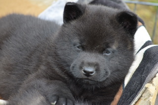 甲斐犬 犬の販売・譲渡 2831 超優良血統!仔犬!