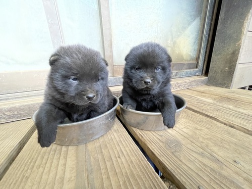 甲斐犬 犬の販売・譲渡 2832 純血甲斐チビ最後の出産!黒虎子犬ちゃん2匹!
