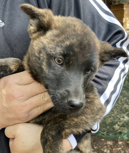 甲斐犬 犬の販売・譲渡 2843 子犬情報、呼び戻し訓練済み