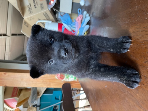 甲斐犬 犬の販売・譲渡 2848 甲斐犬仔犬、生まれました。