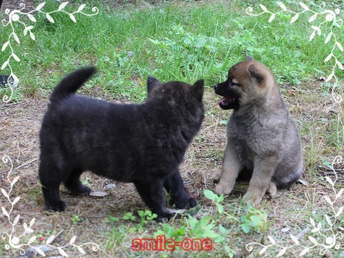 甲斐犬 犬の販売・譲渡 2853 穏やかな性格の血統の甲斐犬です!