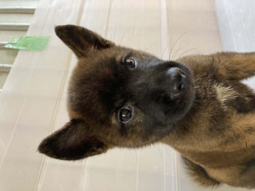 甲斐犬 犬の販売・譲渡 2864 こだわりの甲斐 赤虎の男の子