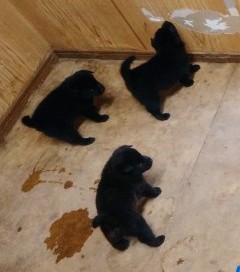 甲斐犬 犬の販売・譲渡 2868 甲斐犬子犬 7/15