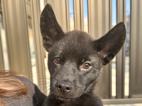 甲斐犬 犬の販売・譲渡 2869 イケメンな甲斐犬くん!