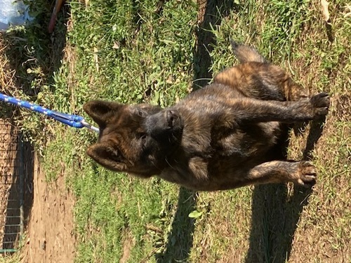 甲斐犬 犬の販売・譲渡 2875 中虎毛の男の子