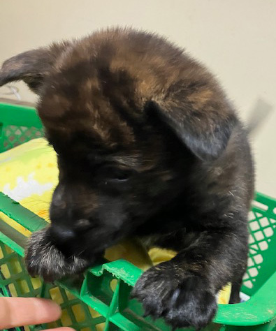 甲斐犬 犬の販売・譲渡 2876 元気で人懐こい男の子