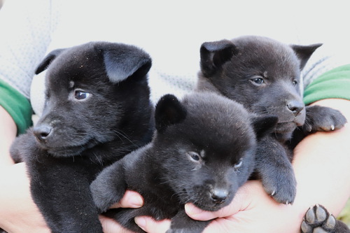 甲斐犬 犬の販売・譲渡 2880 優良血統の甲斐犬が生まれました