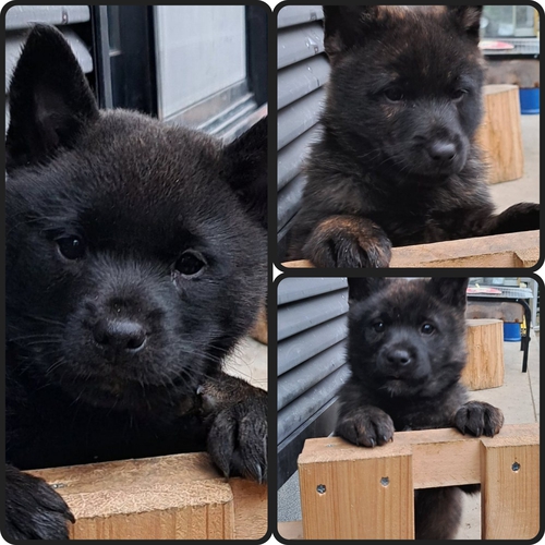 甲斐犬仔犬販売 犬の販売 2901