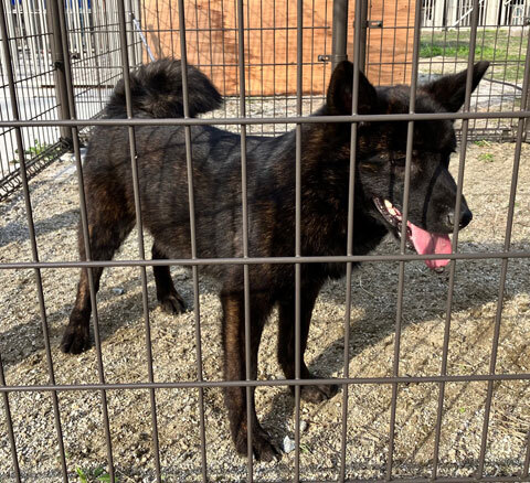 甲斐犬 犬の販売・譲渡 2909 賢い黒虎の男の子