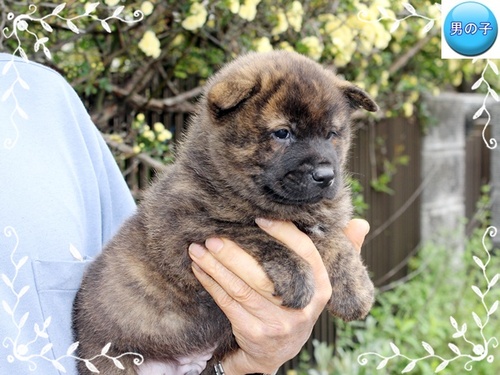 甲斐犬 犬の販売・譲渡 2912 穏やかな性格の血統の甲斐犬です!