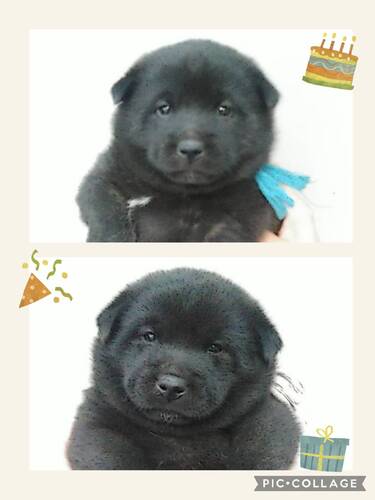 甲斐犬 犬の販売・譲渡 2914 黒虎毛の可愛い仔犬 甲斐主さま募集!