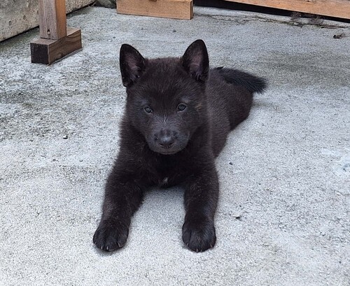 甲斐犬 犬の販売・譲渡 2921 甲斐虎オス子犬