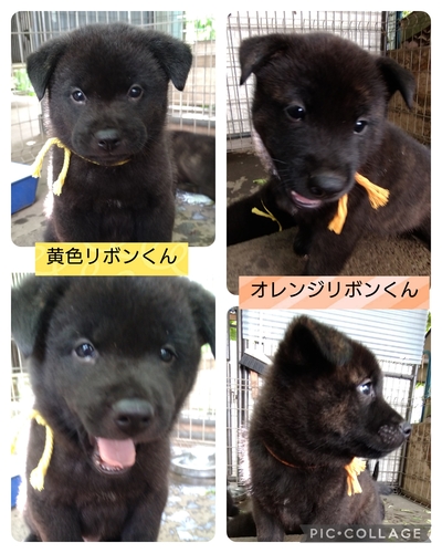甲斐犬 犬の販売・譲渡 2922 ありがとうございました 父犬譲り毛ぶきの良い仔犬