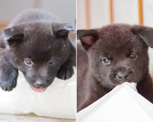甲斐犬 犬の販売・譲渡 2931 黒虎のかわいい男の子達