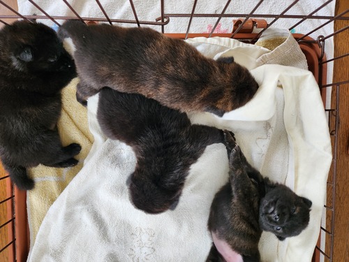 甲斐犬 犬の販売・譲渡 2933 やんちゃな仔犬が産まれました♪