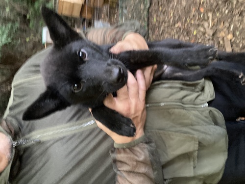 甲斐犬 犬の販売・譲渡 2935 飼い主様募集していますね