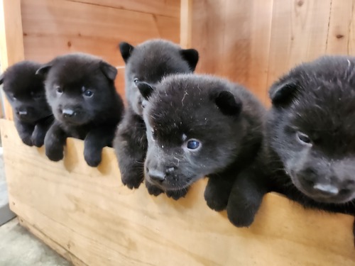 甲斐犬 犬の販売・譲渡 2943 素敵な黒虎毛の五つ子が産まれました♪