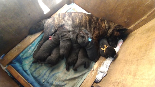 甲斐犬 犬の販売・譲渡 2952 【ありがとうございました】黒虎毛の可愛い仔犬