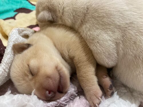甲斐犬 犬の販売・譲渡 2960 雪甲斐犬の双子です!