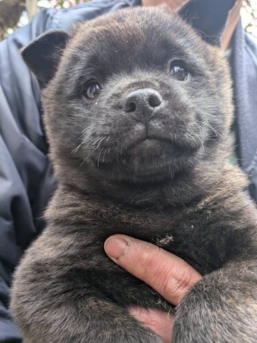 甲斐犬 犬の販売・譲渡 2962 甲斐犬飼い主さん募集