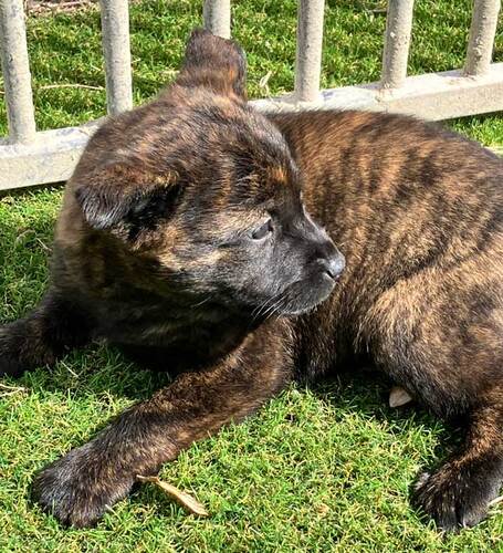 甲斐犬 犬の販売・譲渡 2965 人懐っこく明るい性格の女の子♪