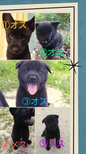 甲斐犬 犬の販売・譲渡 2973 人懐っこいです!